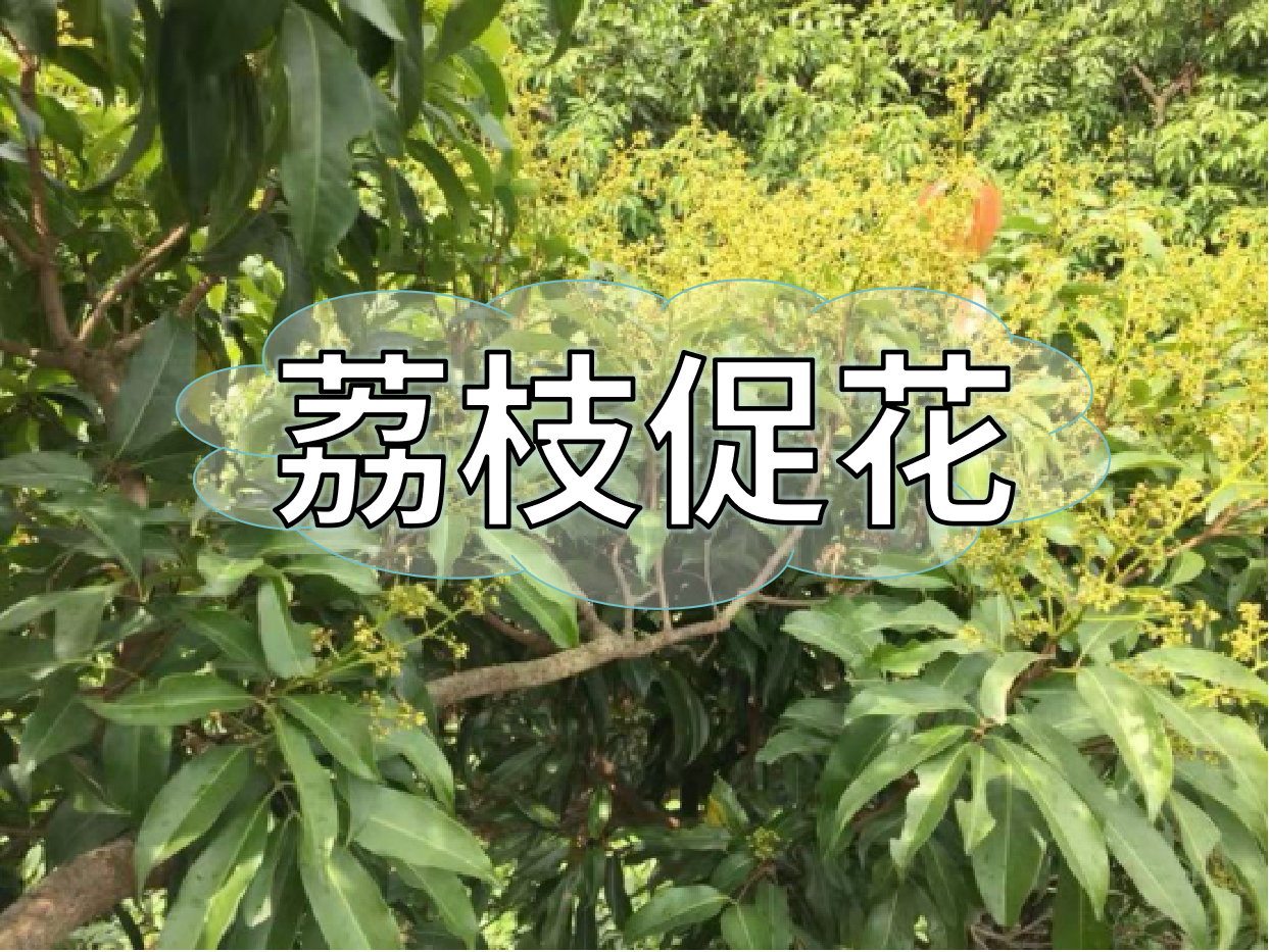 荔枝控梢期，做好促花工作，來年高產(chǎn)有基礎(chǔ)