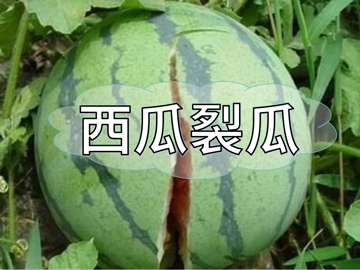 西瓜裂瓜致低產(chǎn)，這樣做，輕松解決問題！