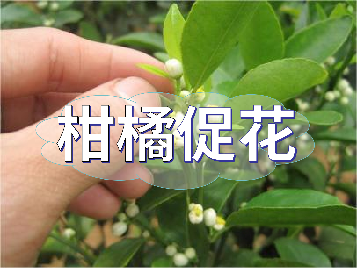 到了柑橘秋梢期，什么時候促花？