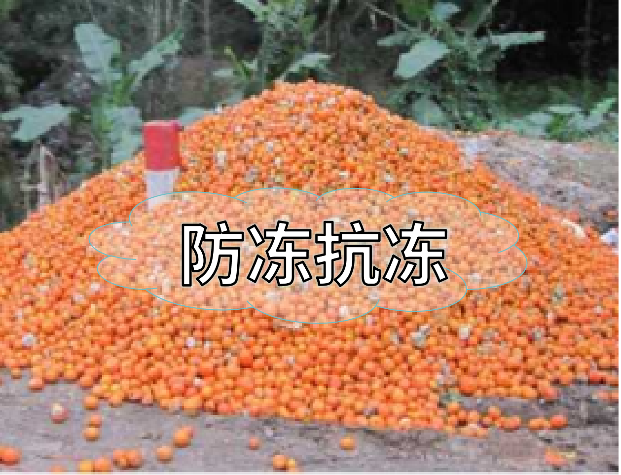 抗凍營(yíng)養(yǎng)提前積累，今年抗凍不愁