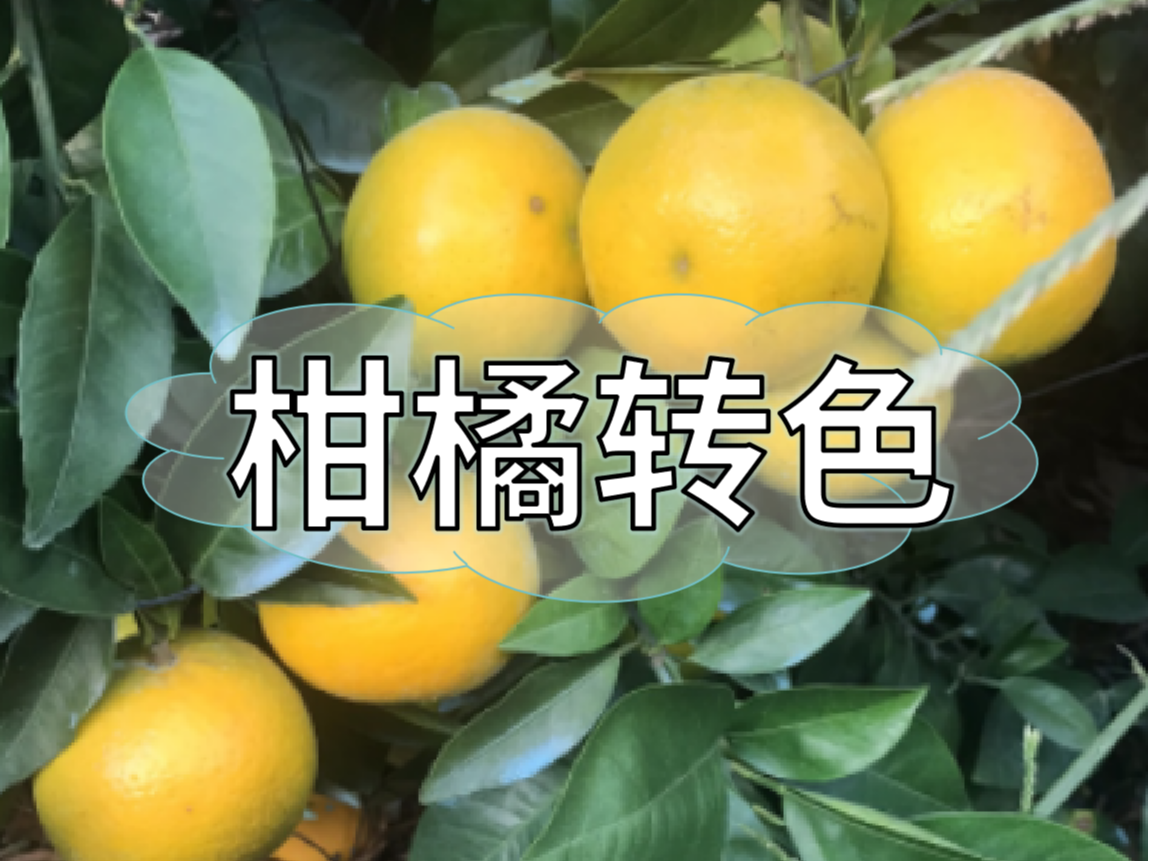 柑橘著色不理想，沖刺品質(zhì)果要抓緊了！