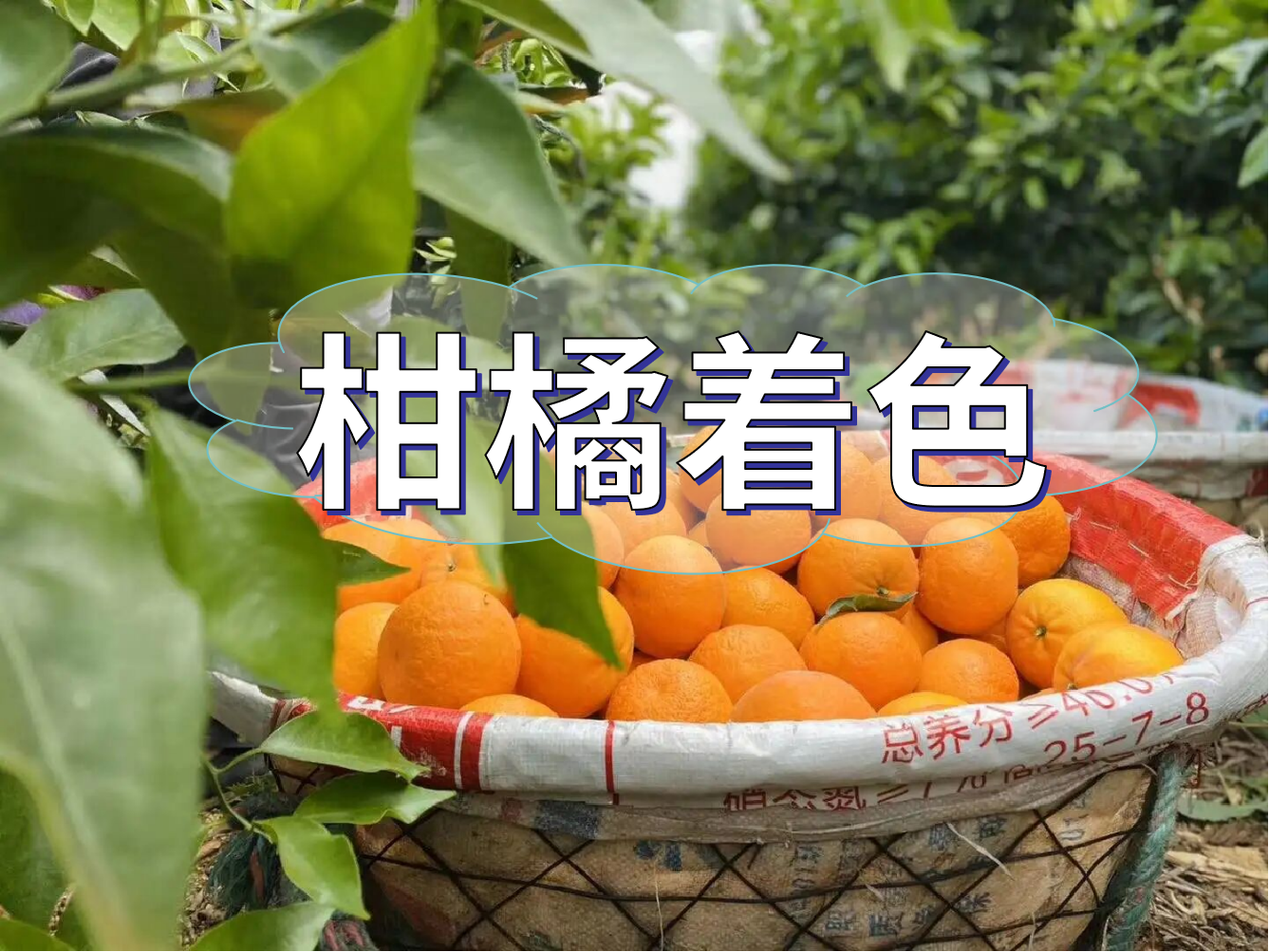 柑橘膨大轉(zhuǎn)色增甜這樣管，成熟快上市早