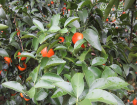 微補(bǔ)方案反饋|跟著農(nóng)友們管理，放優(yōu)質(zhì)秋梢并不難