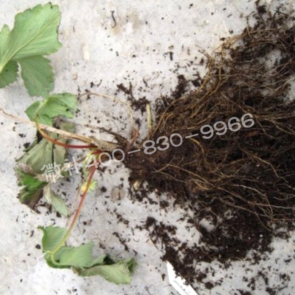 2死苗、黑根、爛根