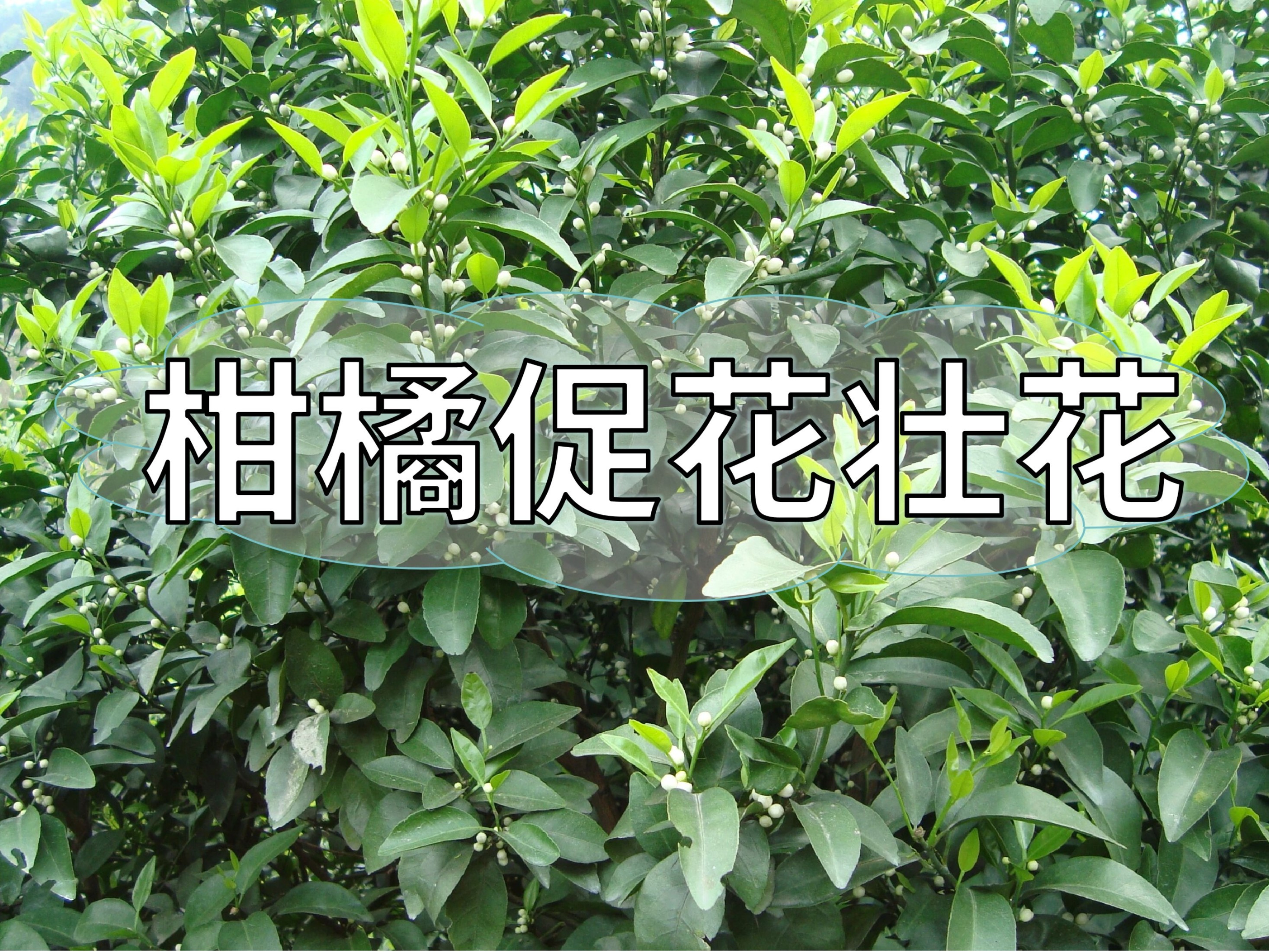 柑橘促花、壯花提升花質(zhì)，這一點(diǎn)別忽視