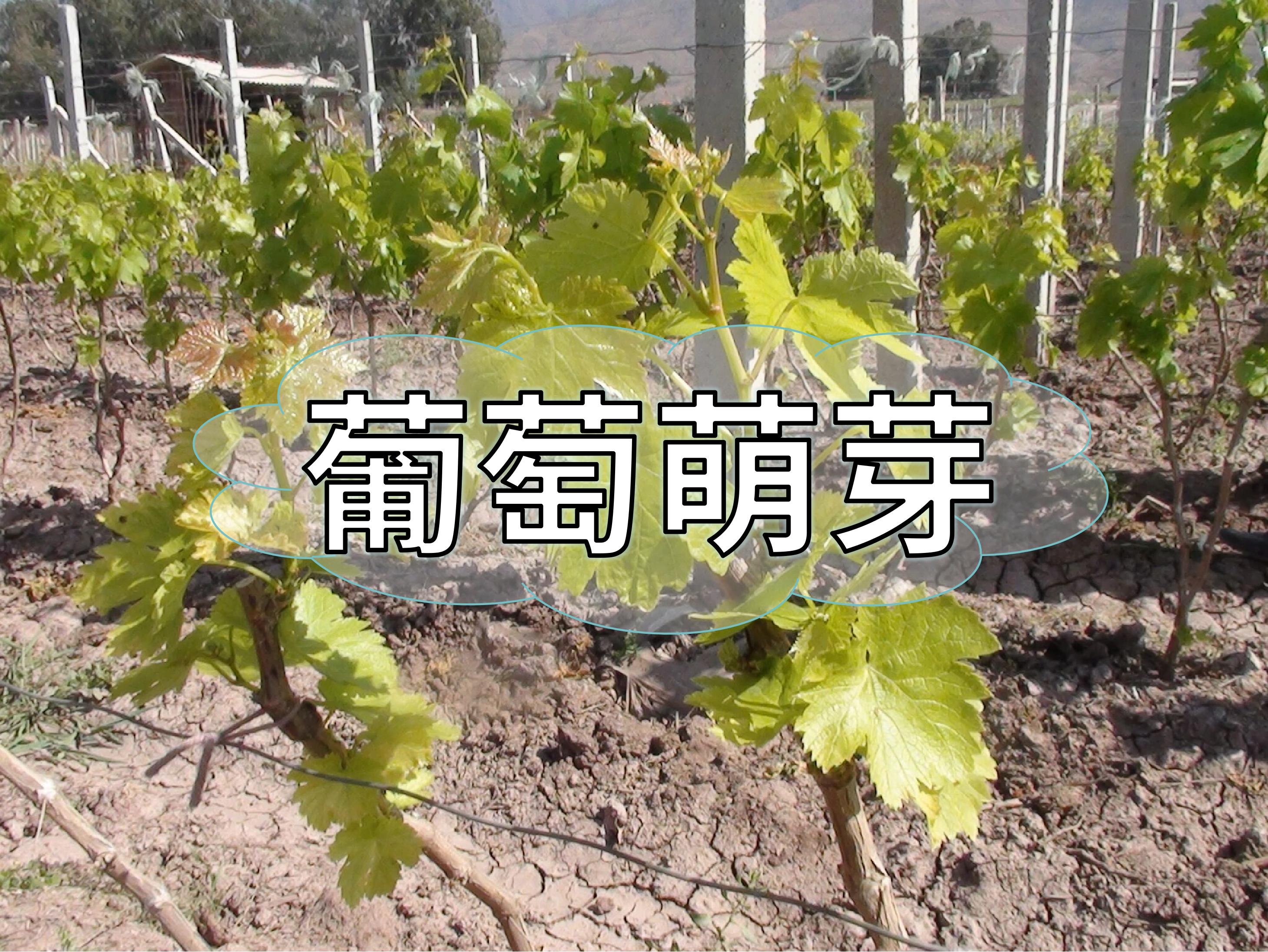 葡萄萌芽整齊最重要，一個(gè)方案讓葡萄出芽好萌芽齊