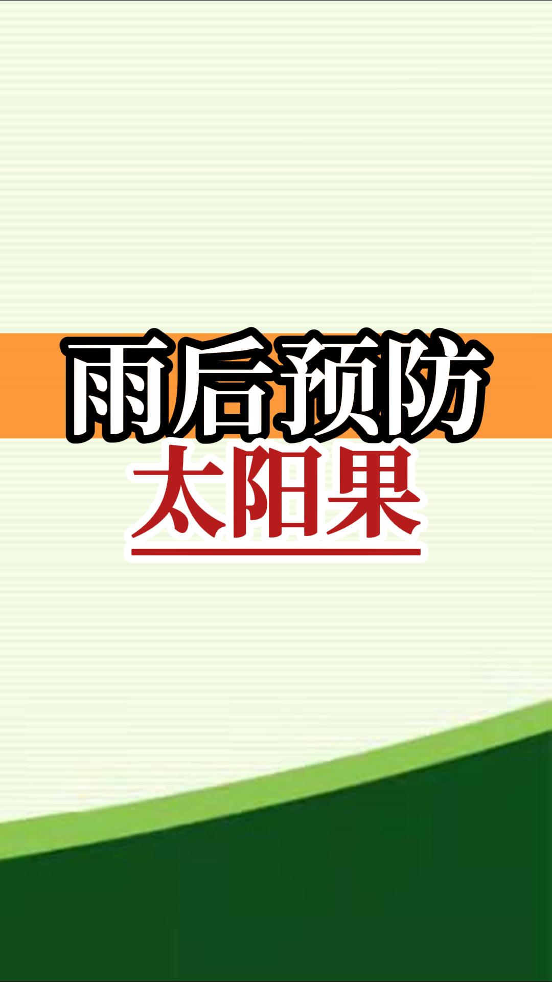 雨后高溫柑橘更易曬傷，及時管理預防太陽果