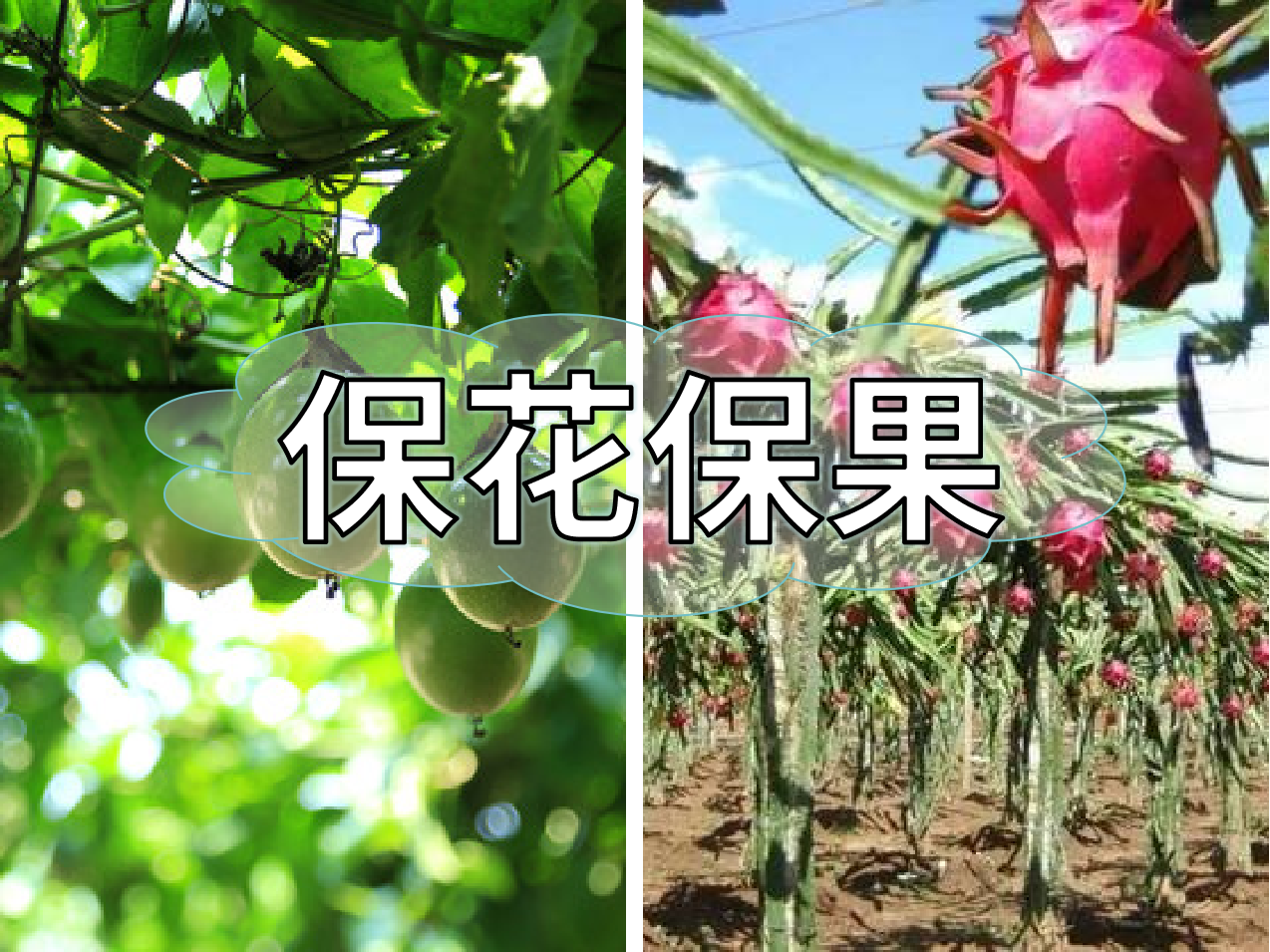 百香果、火龍果連續(xù)開花坐果期促花保果怎么做？