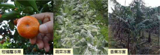 讓作物安全過(guò)冬的實(shí)用小妙招，速看