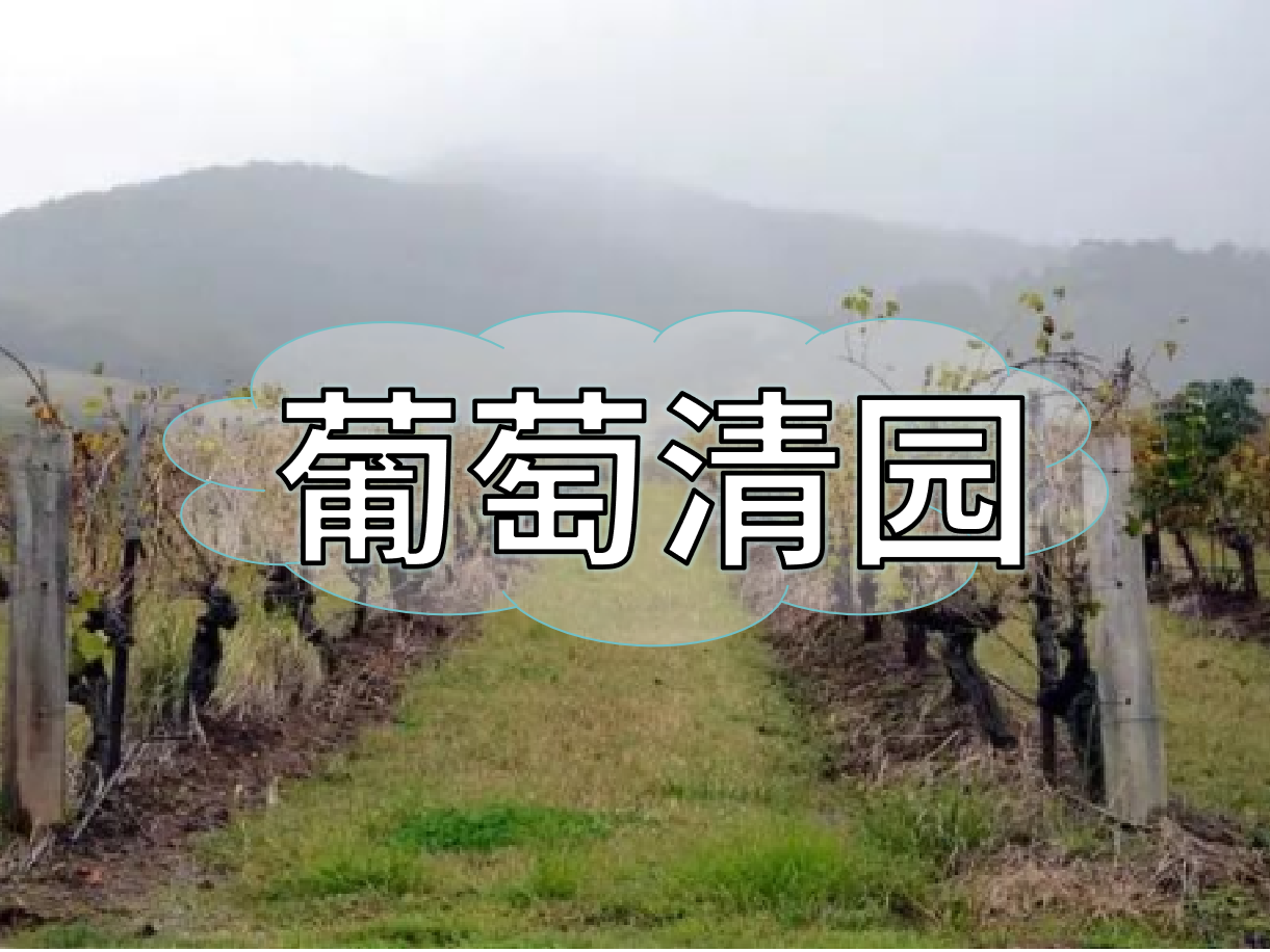 葡萄清園怎么進(jìn)行？
