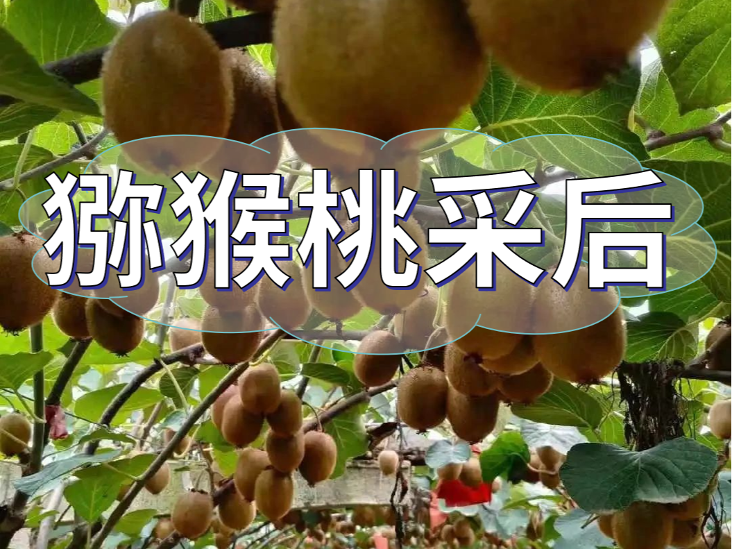 獼猴桃采后做好3點，來年繼續(xù)大豐收