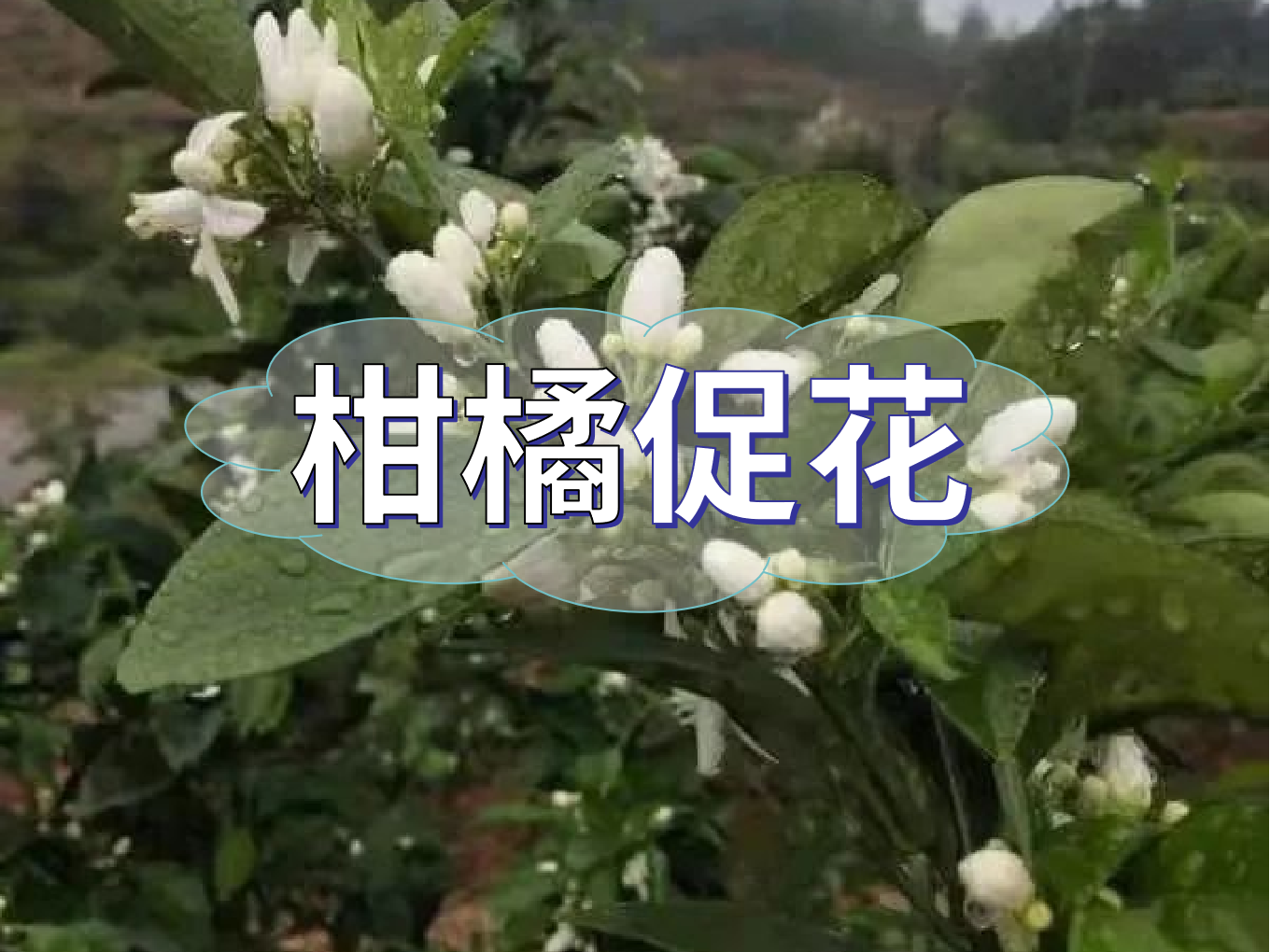 柑橘促花三要領，促進優(yōu)質花的形成
