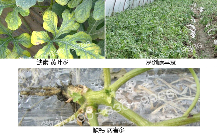 西瓜營養(yǎng)方案