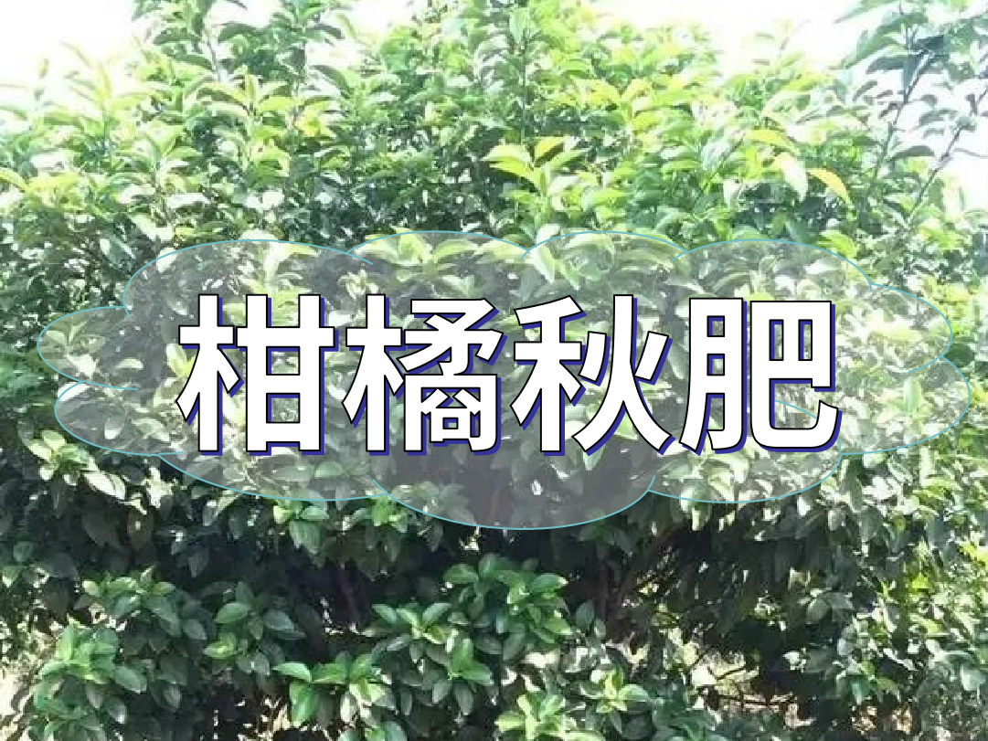 柑橘秋肥用得好產(chǎn)量不會(huì)少！怎么施？