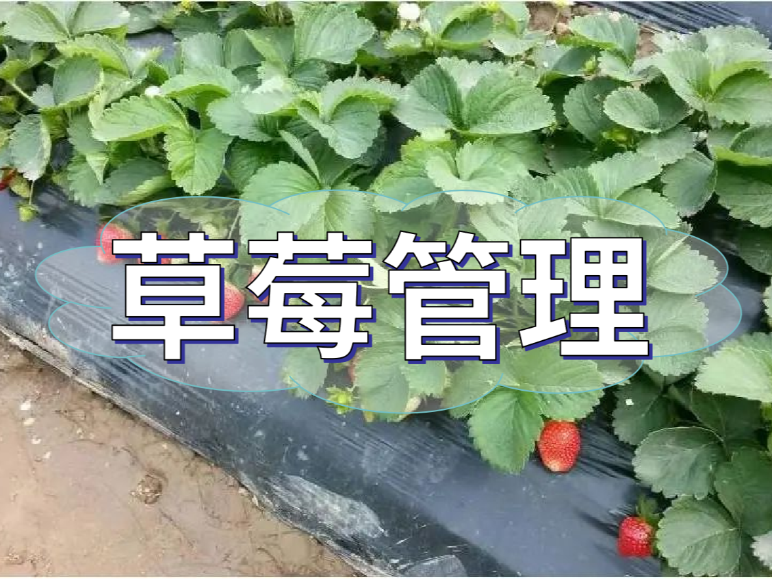 這樣做讓你的草莓品質好，產量高！