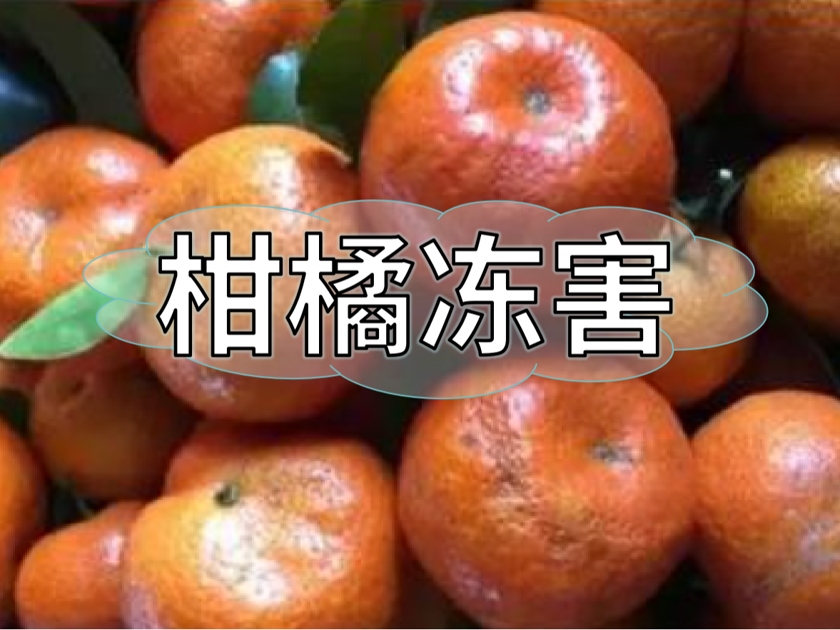 柑橘凍害難恢復(fù)，防凍提前做更重要