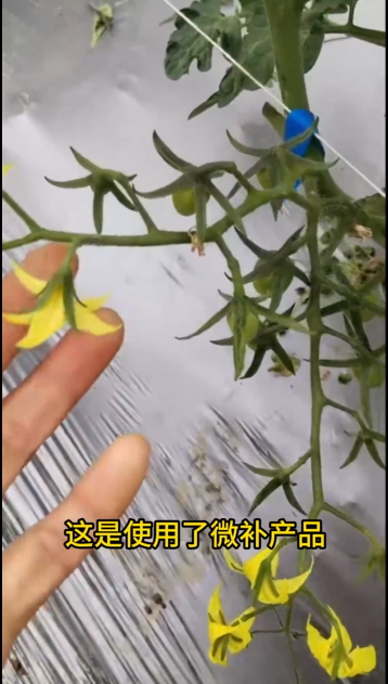 微補營養(yǎng)又淋又噴，圣女果花又粗又壯，非常漂亮