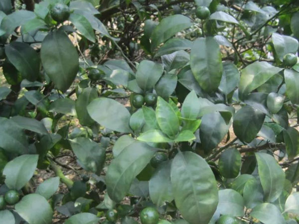 微補(bǔ)三級(jí)火箭方案有如此神奇功效？