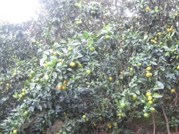 微補(bǔ)三級(jí)火箭方案有如此神奇功效？