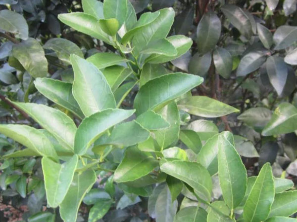 微補(bǔ)三級(jí)火箭方案有如此神奇功效？