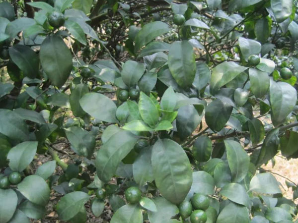 微補(bǔ)三級(jí)火箭方案有如此神奇功效？