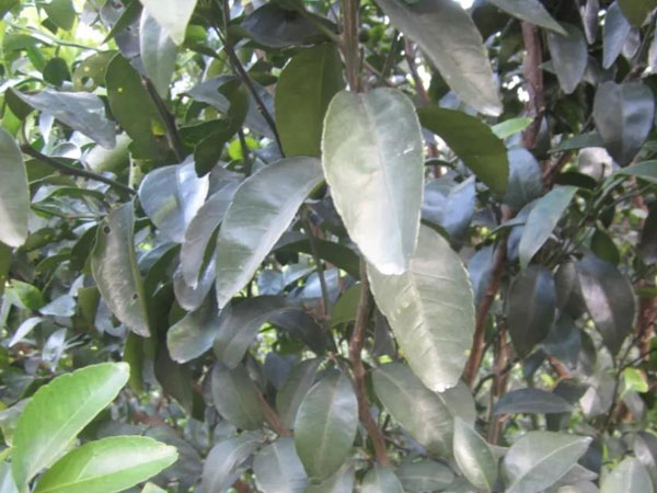 微補(bǔ)三級(jí)火箭方案有如此神奇功效？