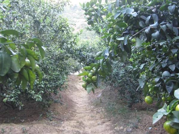 微補(bǔ)三級(jí)火箭方案有如此神奇功效？