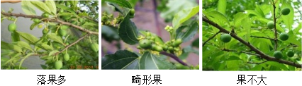 核果類營養(yǎng)方案