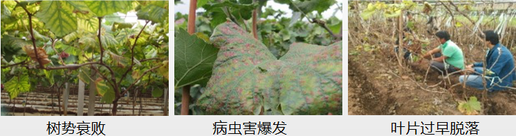 葡萄營養(yǎng)方案