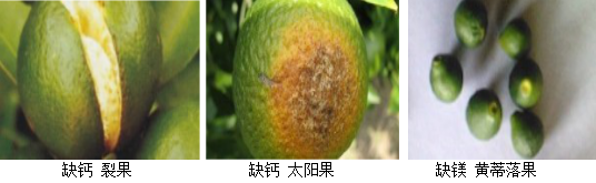柑橘營(yíng)養(yǎng)方案