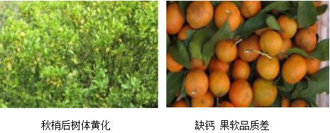 柑橘營(yíng)養(yǎng)方案
