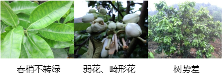 蜜柚營養(yǎng)方案