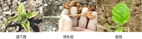 百香果營養(yǎng)方案