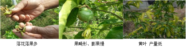 百香果營養(yǎng)方案