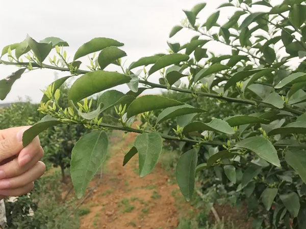 秋梢期，柑橘果農(nóng)都在做這件事……