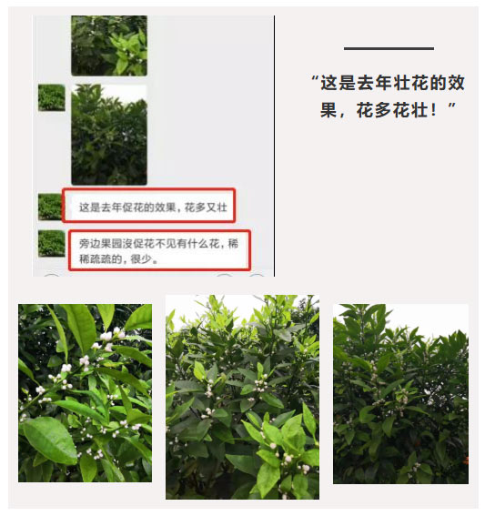 秋梢期，柑橘果農(nóng)都在做這件事……