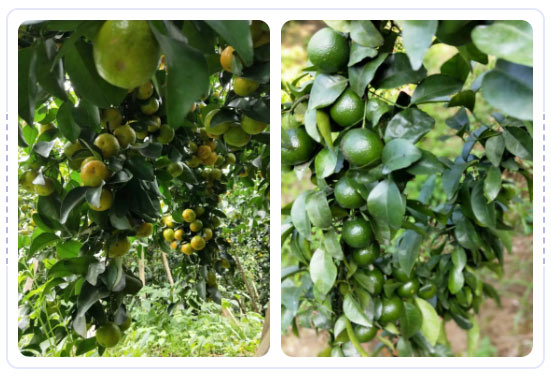 秋梢期，柑橘果農(nóng)都在做這件事……