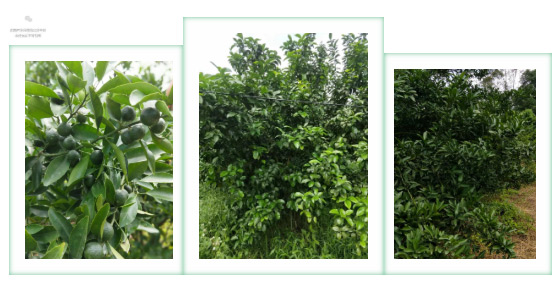 秋梢期，柑橘果農(nóng)都在做這件事……