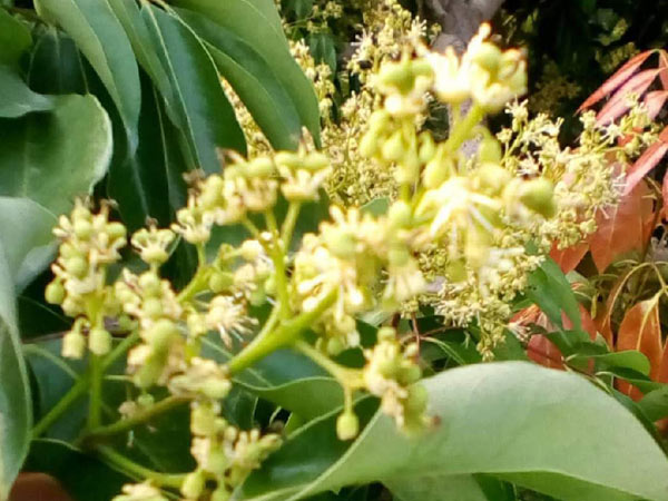 荔枝園連年高產(chǎn)，秘訣在這里