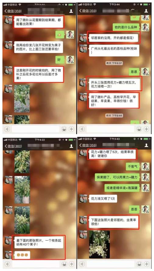 荔枝園連年高產(chǎn)，秘訣在這里