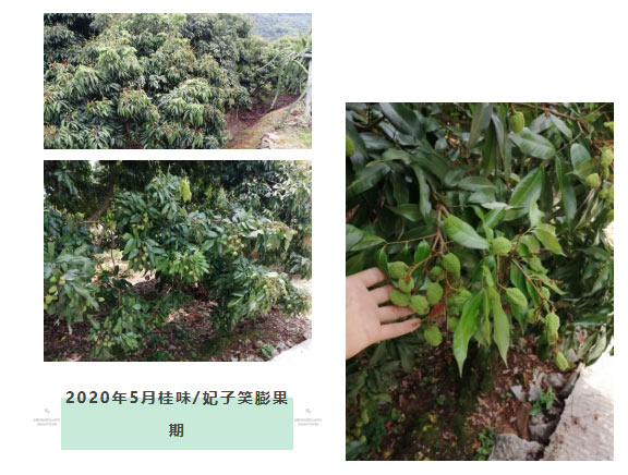 荔枝園連年高產(chǎn)，秘訣在這里