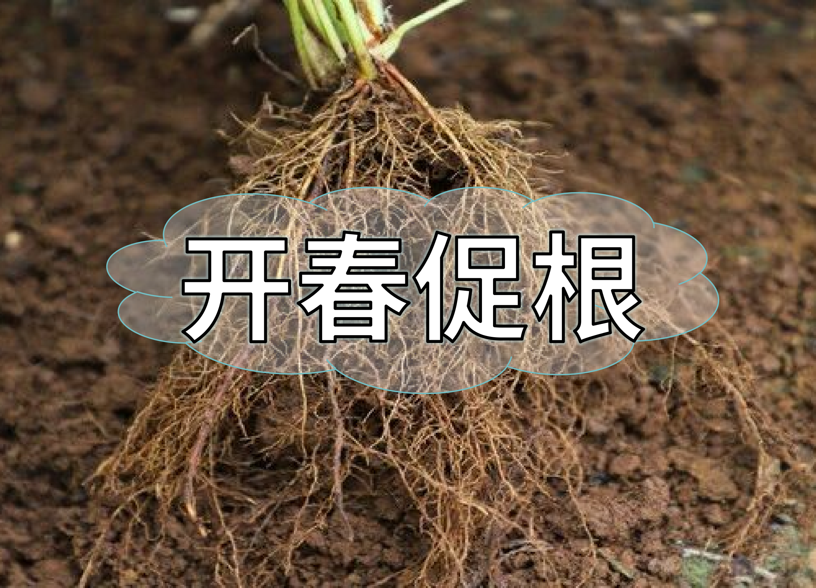 一年之計(jì)在于春，作物促根要認(rèn)真