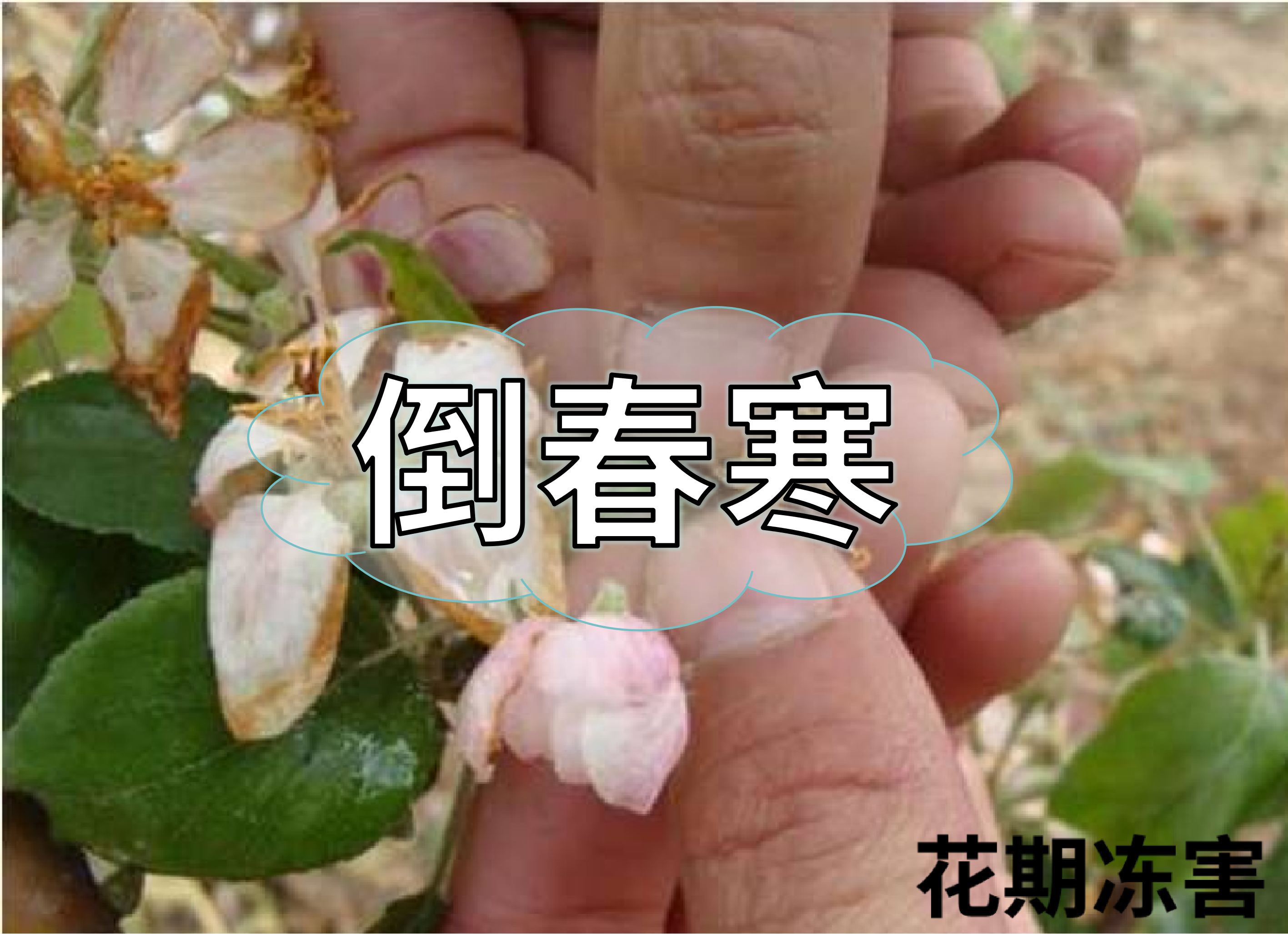 警惕倒春寒，如何預(yù)防倒春寒對農(nóng)作物的影響？